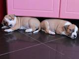 Собаки, щенки Стаффордширский бультерьер, цена 8000 Грн., Фото