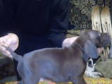 Собаки, щенки Немецкая гладкошерстная легавая, цена 7000 Грн., Фото