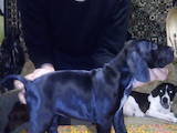 Собаки, щенята Німецька гладкошерста лягава, ціна 7000 Грн., Фото