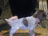 Собаки, щенки Немецкая гладкошерстная легавая, цена 7000 Грн., Фото