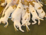 Собаки, щенки Английский пойнтер, цена 5000 Грн., Фото