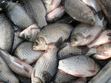 Продовольство Риба і рибопродукти, Фото