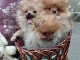 Собаки, щенки Померанский шпиц, цена 9000 Грн., Фото