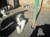 Собаки, щенки Среднеазиатская овчарка, цена 4000 Грн., Фото