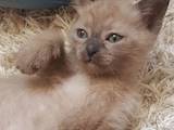Кошки, котята Тонкинез, цена 4000 Грн., Фото
