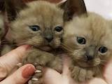 Кішки, кошенята Тонкинез, ціна 4000 Грн., Фото
