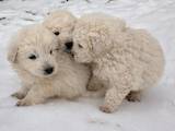 Собаки, щенки Пиренейская горная собака, цена 4000 Грн., Фото