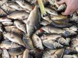 Рыбное хозяйство Рыба живая, мальки, цена 35 Грн., Фото