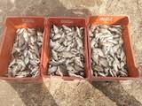Рыбное хозяйство Рыба живая, мальки, цена 50 Грн., Фото