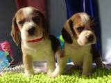 Собаки, щенки Бигль, цена 5000 Грн., Фото