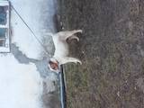 Собаки, щенята Гладкошерста фокстер'єр, ціна 3000 Грн., Фото