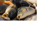 Рыбное хозяйство Рыба живая, мальки, цена 40 Грн., Фото