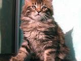 Кішки, кошенята Мейн-кун, ціна 7500 Грн., Фото