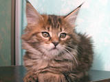 Кішки, кошенята Мейн-кун, ціна 6500 Грн., Фото