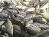 Рыбное хозяйство Рыба живая, мальки, цена 50 Грн., Фото