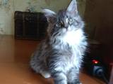 Кошки, котята Мэйн-кун, цена 14000 Грн., Фото