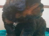 Собаки, щенята Тибетський мастиф, ціна 12000 Грн., Фото