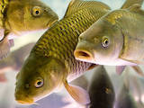 Рыбное хозяйство Рыба живая, мальки, цена 3 Грн., Фото
