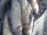 Рыбное хозяйство Рыба живая, мальки, цена 22 Грн., Фото