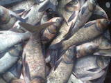 Рибне господарство Риба жива, мальки, ціна 22 Грн., Фото