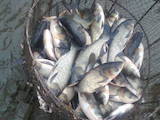 Рибне господарство Риба жива, мальки, ціна 22 Грн., Фото