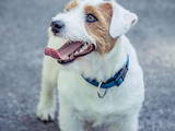 Собаки, щенята Джек Рассел тер'єр, ціна 5500 Грн., Фото