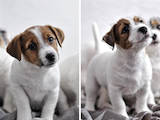 Собаки, щенята Джек Рассел тер'єр, ціна 5500 Грн., Фото