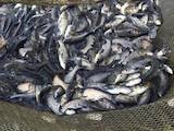 Рыбное хозяйство Рыба живая, мальки, цена 25 Грн., Фото