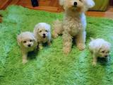 Собаки, щенки Бишон фрисе, цена 10000 Грн., Фото