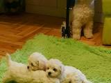 Собаки, щенята Бішон фрісе, ціна 10000 Грн., Фото