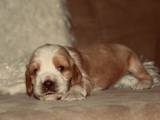 Собаки, щенята Англійський коккер, ціна 5500 Грн., Фото