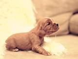 Собаки, щенята Англійський коккер, ціна 5500 Грн., Фото