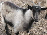 Тваринництво,  Сільгосп тварини Кози, ціна 1500 Грн., Фото