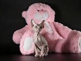 Кішки, кошенята Канадський сфінкс, ціна 7500 Грн., Фото