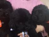 Собаки, щенки Ньюфаундленд, цена 10000 Грн., Фото