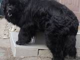 Собаки, щенята Ньюфаундленд, ціна 10000 Грн., Фото