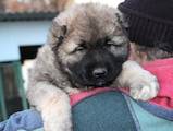 Собаки, щенята Кавказька вівчарка, ціна 10000 Грн., Фото