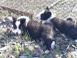 Собаки, щенки Русско-Европейская лайка, цена 1700 Грн., Фото