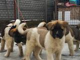 Собаки, щенята Американський акіта, ціна 8000 Грн., Фото