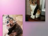 Кішки, кошенята Британська короткошерста, ціна 100 Грн., Фото