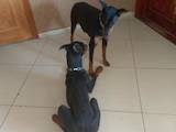Собаки, щенки Доберман, цена 4500 Грн., Фото