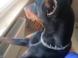 Собаки, щенята Доберман, ціна 4500 Грн., Фото
