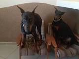 Собаки, щенята Доберман, ціна 4500 Грн., Фото