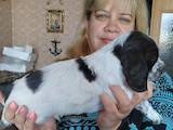 Собаки, щенки Русский спаниель, цена 10000 Грн., Фото