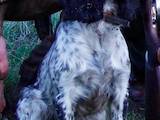Собаки, щенки Русский спаниель, цена 10000 Грн., Фото