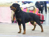 Собаки, щенята Ротвейлер, ціна 13500 Грн., Фото