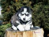 Собаки, щенки Сибирский хаски, цена 10000 Грн., Фото