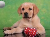 Собаки, щенки Лабрадор ретривер, цена 12000 Грн., Фото