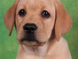 Собаки, щенки Лабрадор ретривер, цена 12000 Грн., Фото