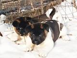 Собаки, щенки Американский акита, цена 11000 Грн., Фото